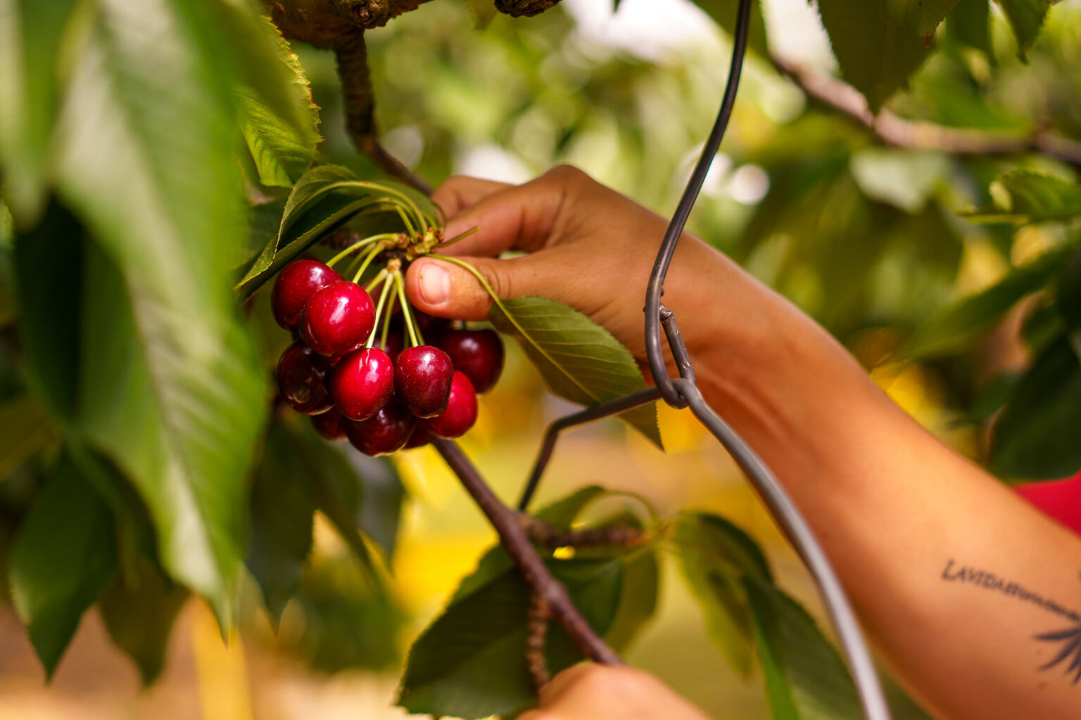 Main cueillant une grappe de cerises dans les vergers Banc
